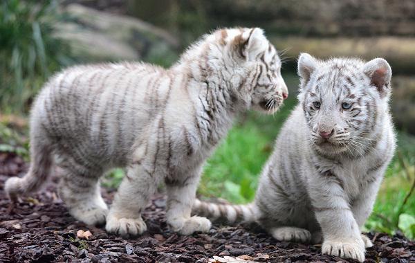 Белый тигр фото животного