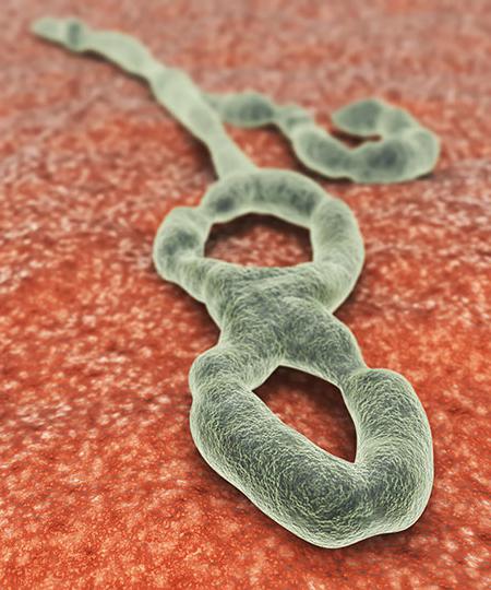 эбола инкубационный период