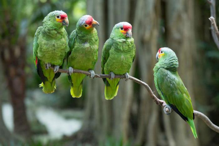 клетки для попугаев амазонов