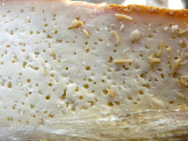 сыр с личинками сырной мухи