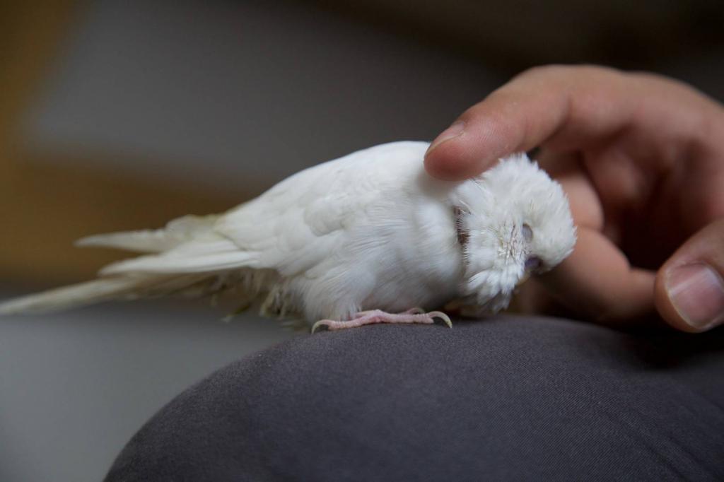 Как ухаживать за попугаем волнистым в домашних условиях
