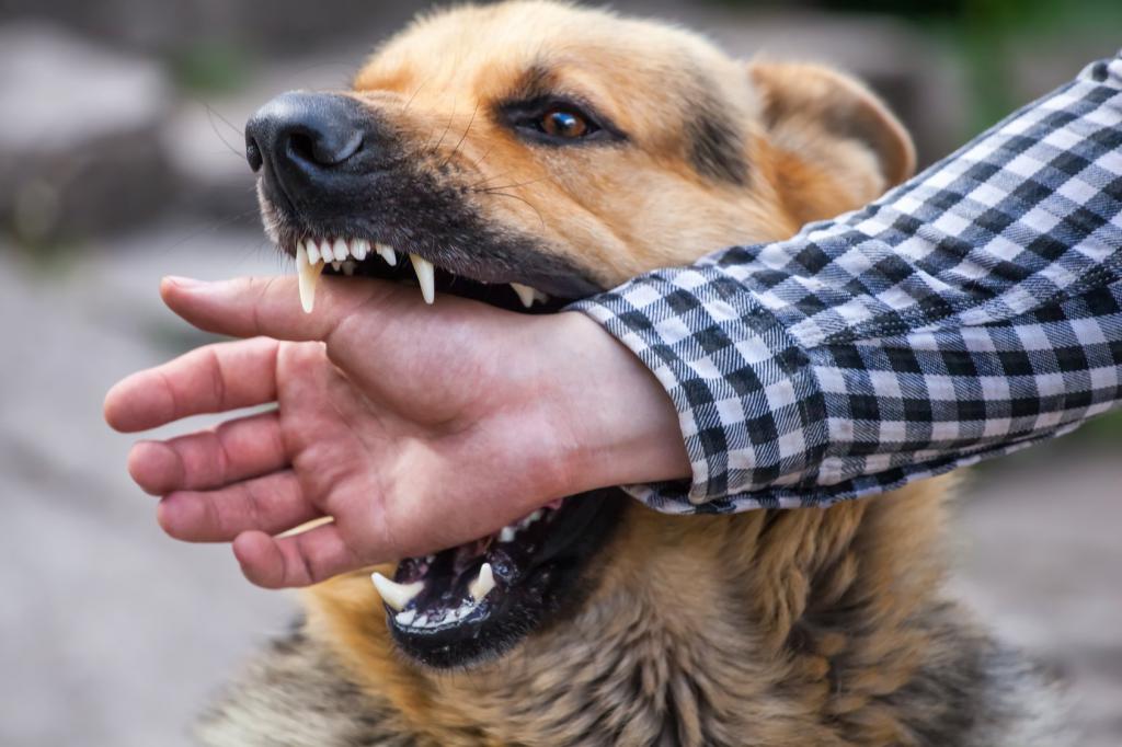 Содержание собак в многоквартирном доме, закон РФ