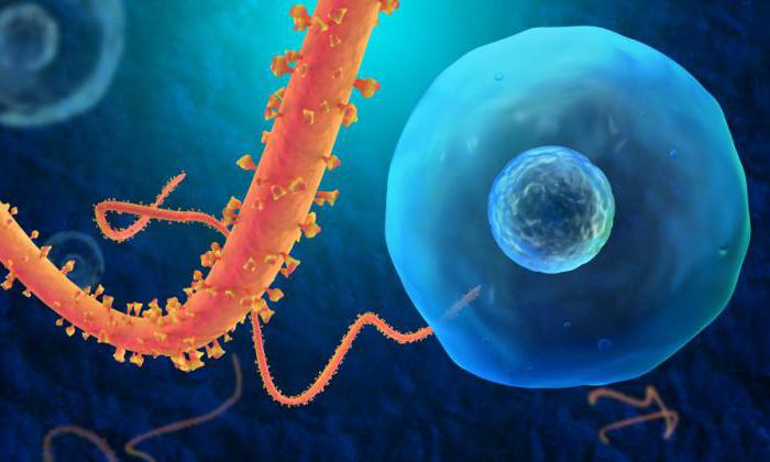 вирус эбола признаки заболевания