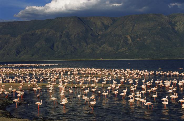 феномен озера натрон в танзании