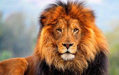 имя лев происхождение и значение