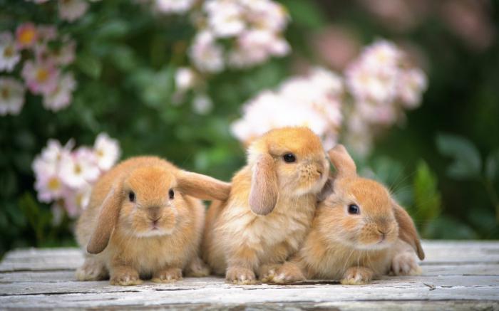 кролики декоративные