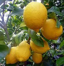 сколько витамина с в лимоне