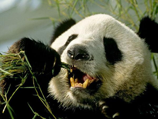 панда странное дитя природы 