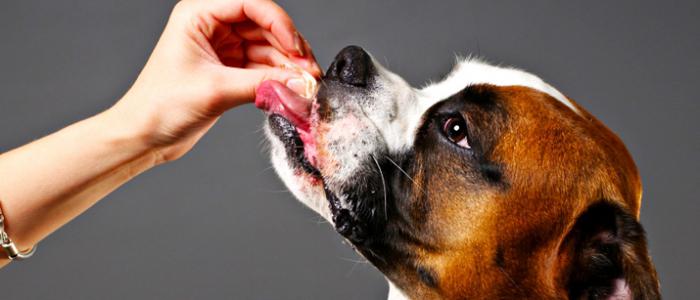 таблетки против глистов для собак