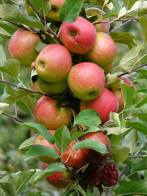 белорусское сладкое сорт яблони