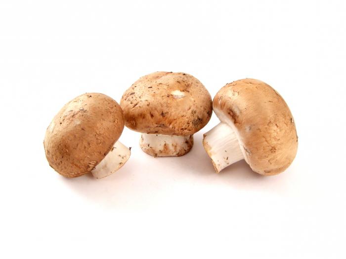 Как правильно собирать белые грибы