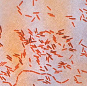 бактерия сальмонелла