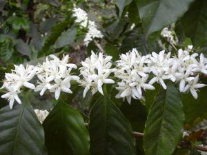 цветы кофейное дерево