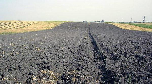 Черноземы и каштановые почвы 