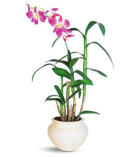 Орхидеи из Вьетнама выращивание 