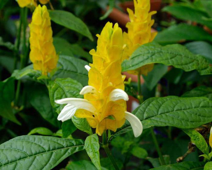 Комнатный цветок с желтыми цветами фото 