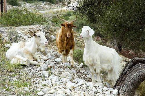 Греческие козы 