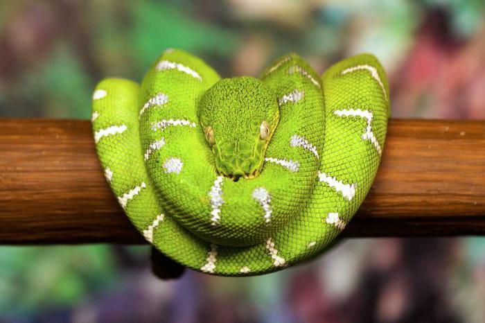 Самая красивая змея в мире 