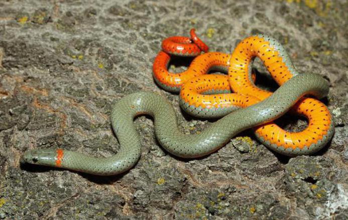 Самые красивые змеи в мире с названиями 