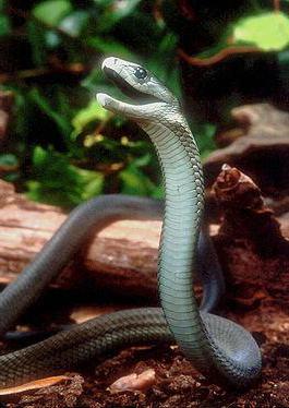 Самые красивые и опасные змеи 
