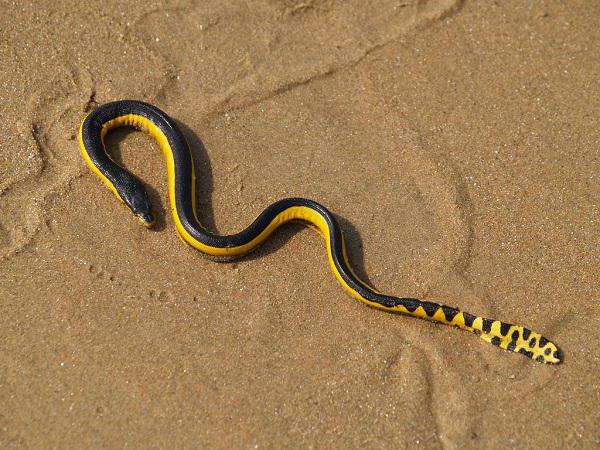 Самые красивые змеи 