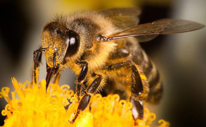Чем питается пчела 
