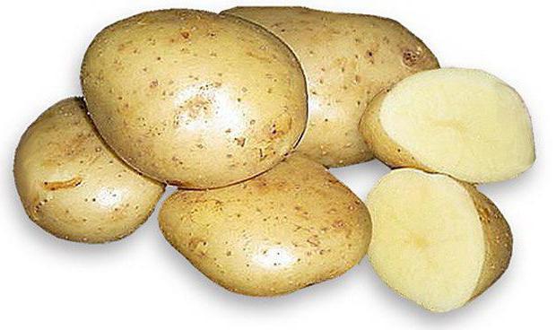 Картофель каратоп 