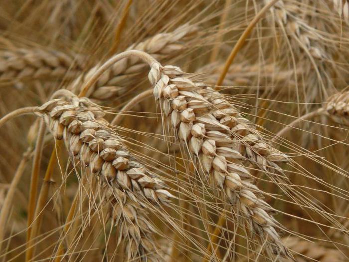 Чем отличается колос пшеницы от колоса ржи