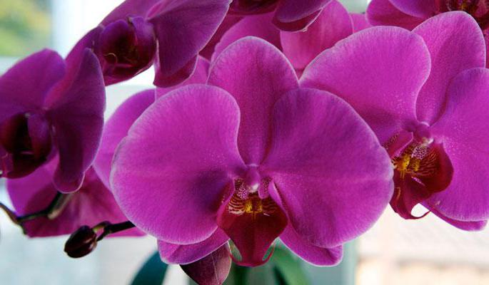 Самая красивая орхидея фаленопсис в мире фото
