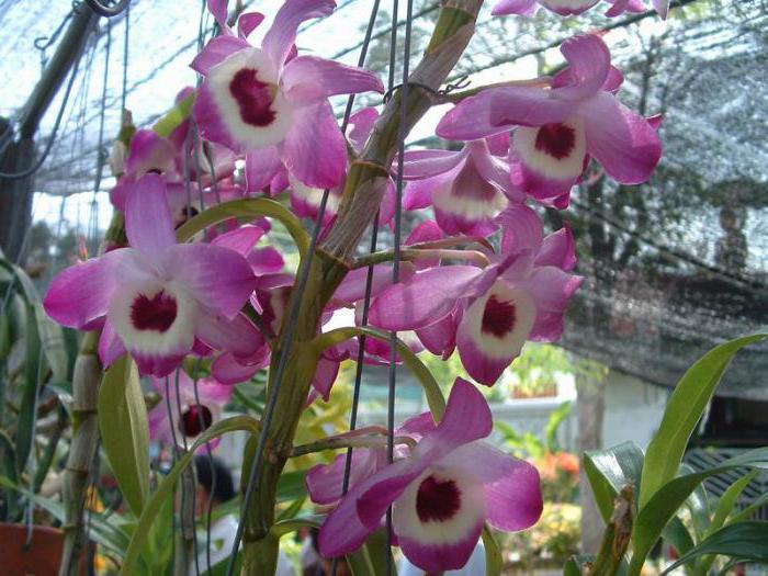 Самая красивая орхидея