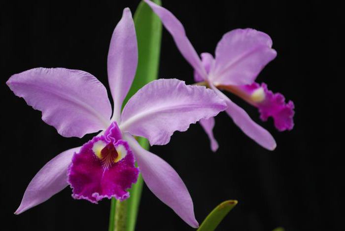 Самая красивая орхидея в мире фото