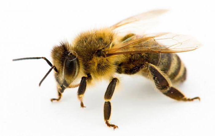 Как в отводок пчелы подсадить матку