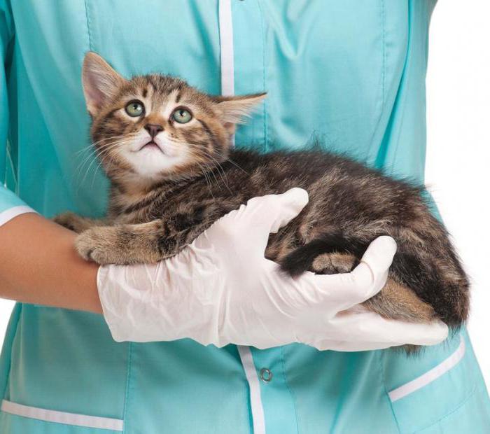 прививка от лишая кошке отзывы