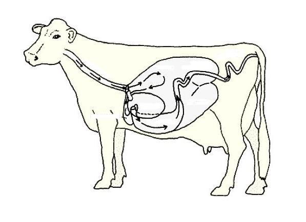 Отделы желудка коровы 