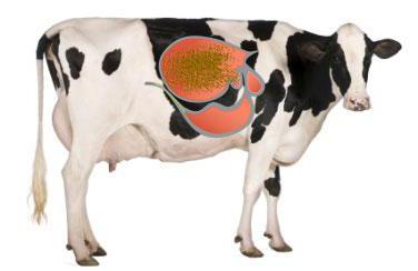 Начальный отдел желудка коровы 