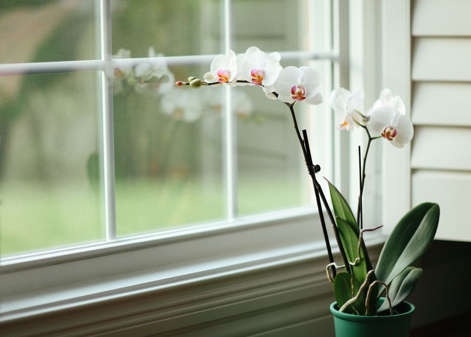 орхидея в горшке уход в домашних условиях