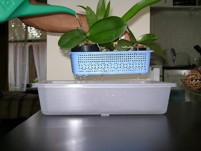 орхидея уход и размножение в домашних условиях