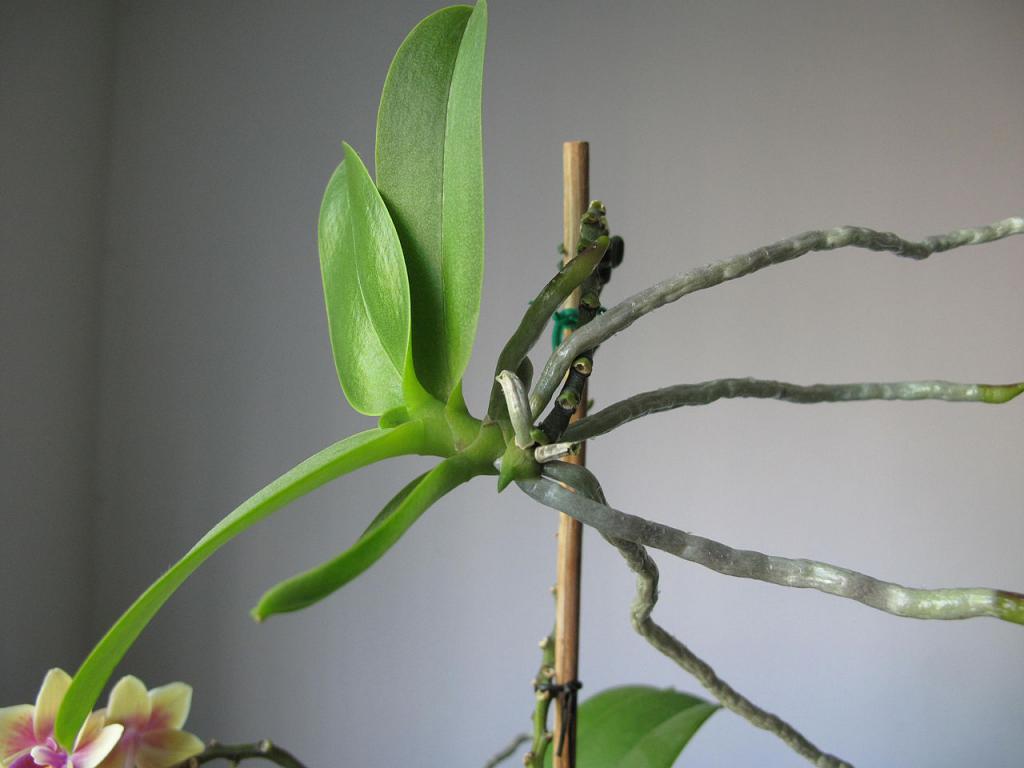 орхидеи дендробиум уход в домашних условиях размножение