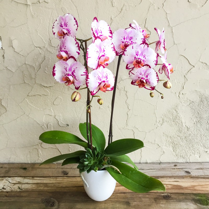 орхидея фаленопсис уход в домашних условиях