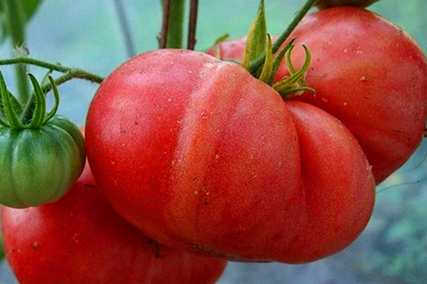 Сорта помидоров для грунта