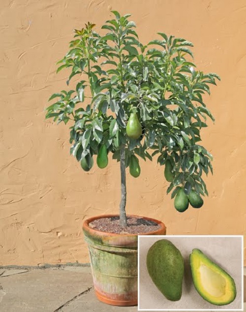 Выращивание авокадо в домашних условиях фото