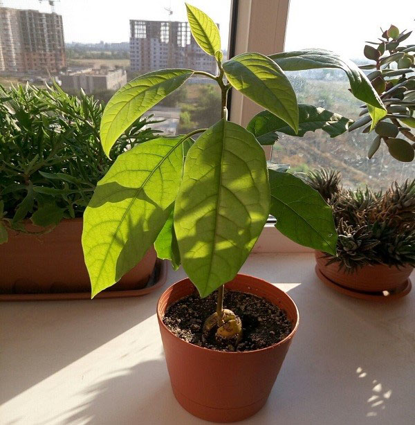 Авокадо выращивание в домашних условиях фото