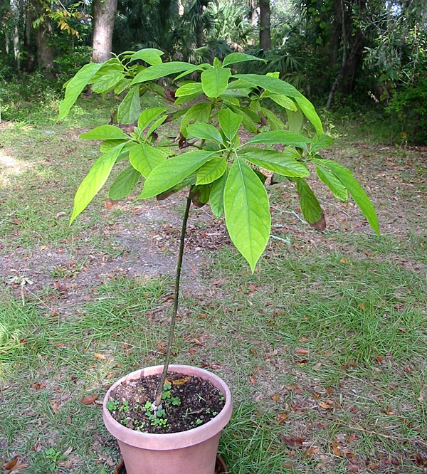 Авокадо дерево в домашних условиях выращивание фото