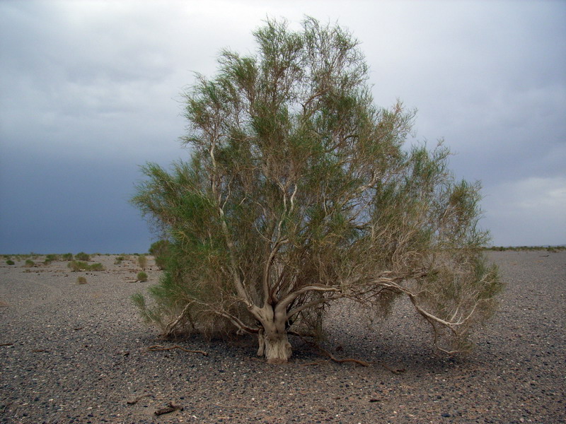 Саксаул растение пустыни