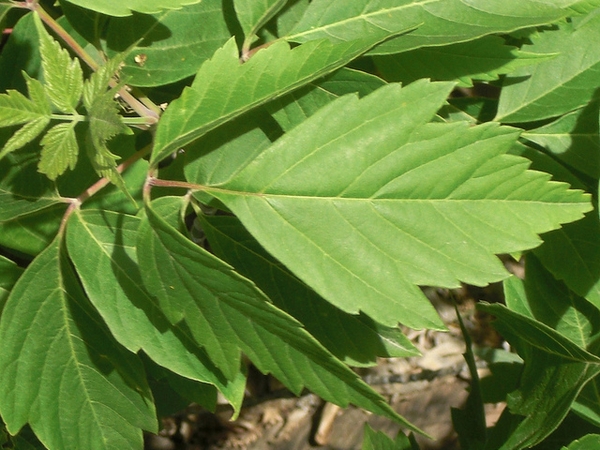 Листья клена ясенелистного фото