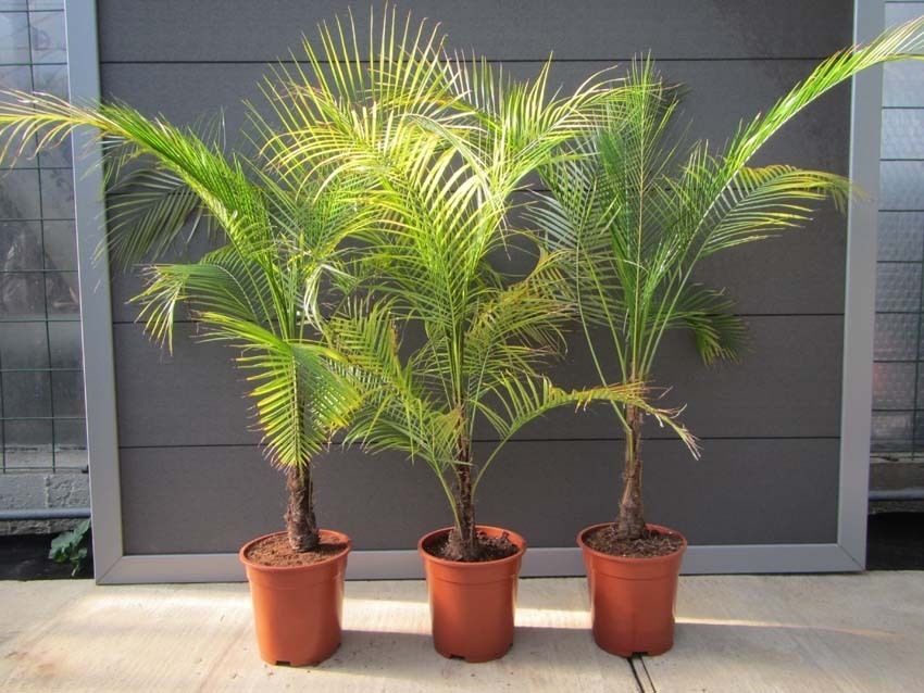Домашняя пальма виды и названия