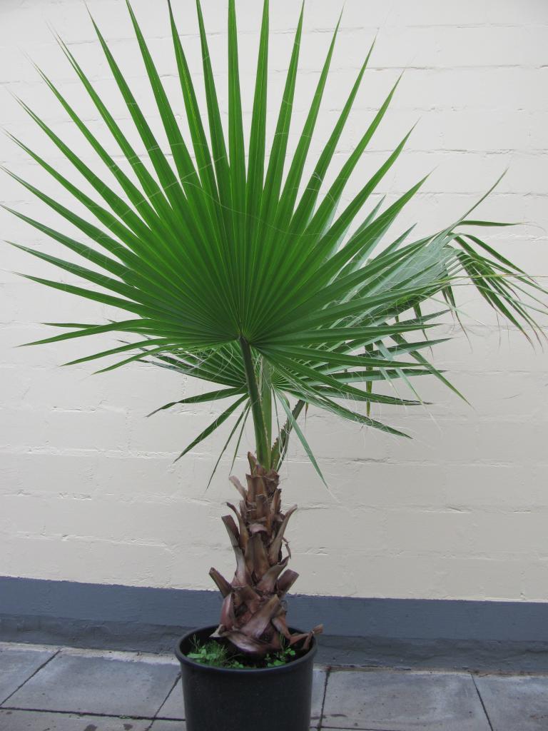 Домашнее растение пальма виды