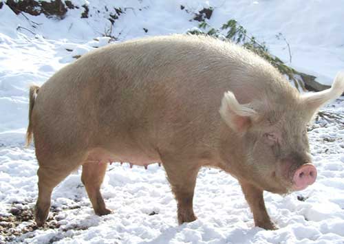 Породы домашних свиней