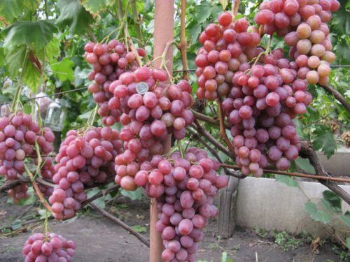 Рубиновый юбилей виноград описание