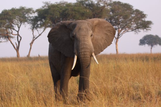 Слоненок сколько весит